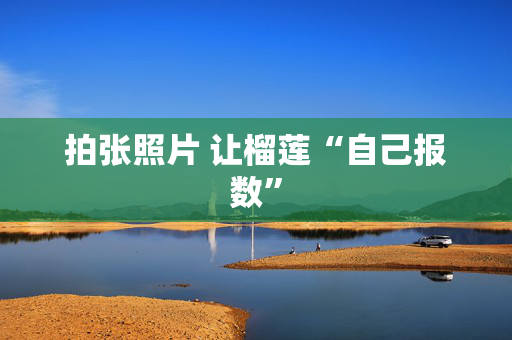 拍张照片 让榴莲“自己报数”