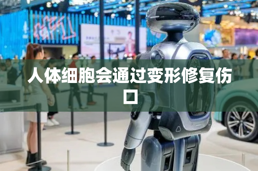 人体细胞会通过变形修复伤口